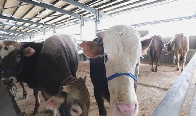 İnegöl Hayvan Pazarına Kurbanlıklar Gelmeye Başladı