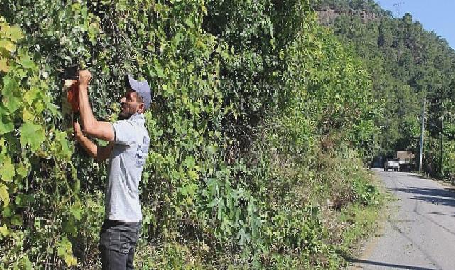 Antalya Büyükşehir ekipleri Çıralı’da temizlik çalışması yaptı