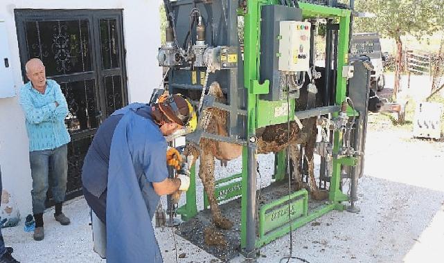 Antalya Büyükşehir’in hayvancılığa desteği sürüyor