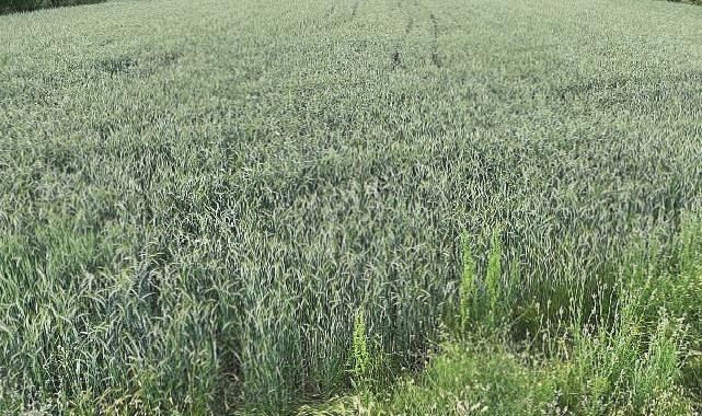 Büyükşehir’in hibe ettiği ata tohumları boy verdi