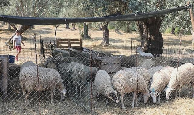 Edremit’te kurban satış ve kesim yerleri belirlendi