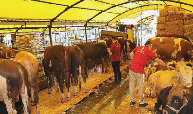 İstanbul Kurban Bayramına hazır