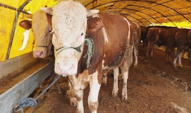 Keçiören’de Kurban Pazarı Kuruldu, Satışlar Başladı