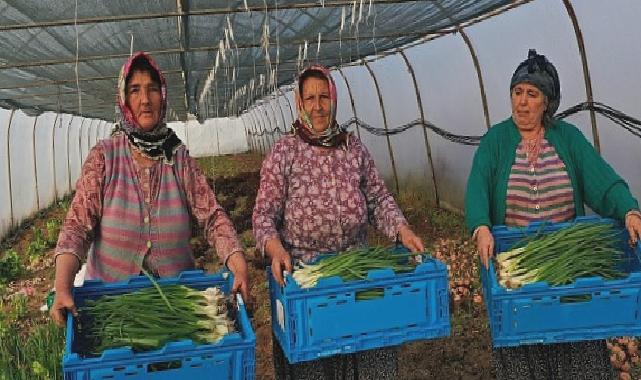 Kocaeli Büyükşehir Belediyesinden kooperatiflere yüzde 75 hibeli tarım desteği