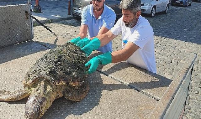 Körfez’de yaralı “Caretta Caretta” bulundu