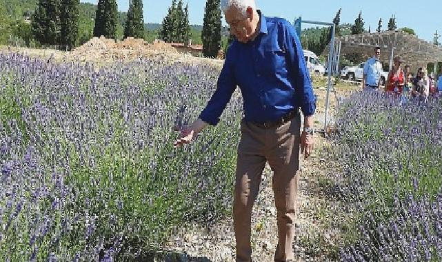 Muğla Büyükşehir Lavanta Bahçesi Yeni Sezona Hazır