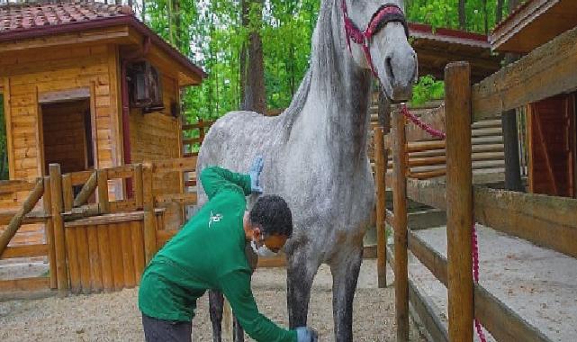 Ormanya bayrama hazır