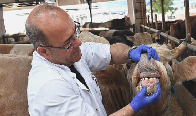 Osmangazi’de yaşına girmemiş ve gebe hayvanların satışına izin verilmiyor