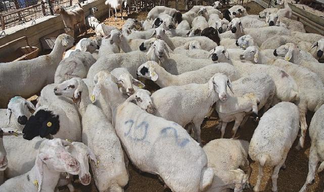 Selçuklu’da kurban satış ve kesim yerleri hazır