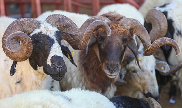 Van’da Kurban Satış ve Kesim yerleri belirlendi