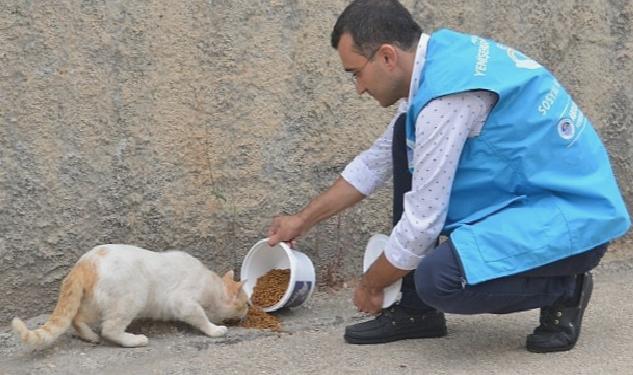 Yenişehir Belediyesi sokak hayvanlarını yalnız bırakmıyor