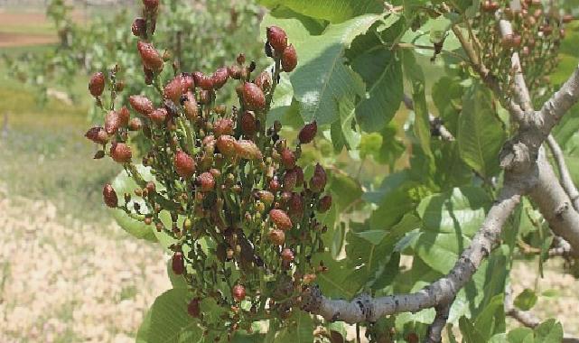 Antalya Büyükşehir’in Antepfıstığı fidanları yüz güldürdü