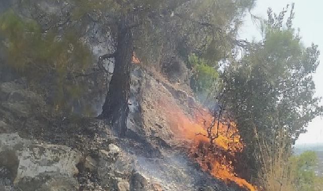 Aydın Büyükşehir Belediyesi İtfaiyesi, Söke’de ormanlık alanda çıkan yangını hızlı müdahaleyle büyümeden söndürdü