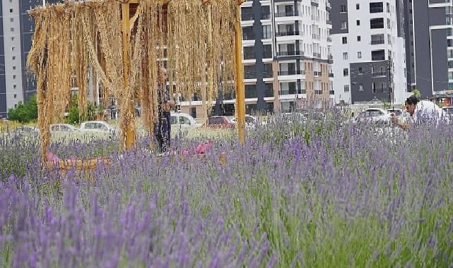 Başkan Altınok fotoğrafçıları Lavanta ve Gül bahçesine davet etti 