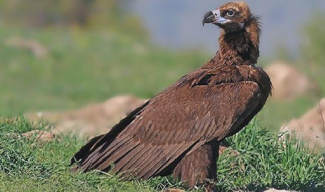 Beypazarı’nda doğa katliamına neden olacak kalker ocağı projesi durduruldu