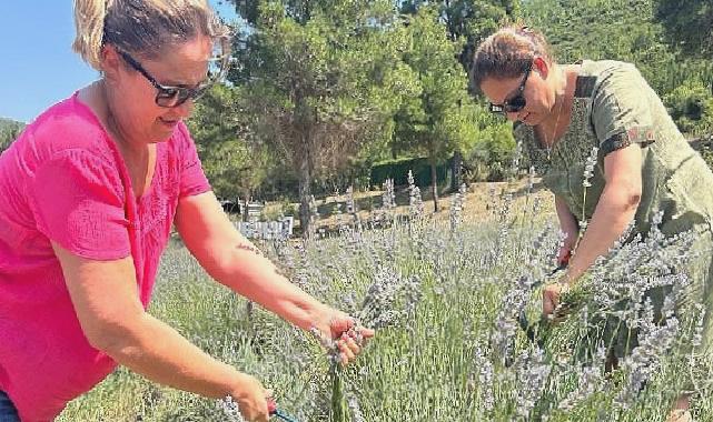 Bodrum Belediyesi, Garaova Tarım Park’ta üretilen lavantaların hasadına başladı.