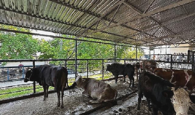 Büyükşehir Mezbahaları Bayramda Tam Kapasite Çalıştı