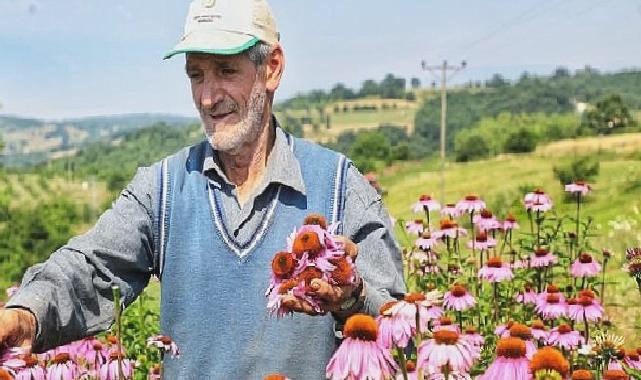 Ekinezya Hasat İçin Gün Sayıyor