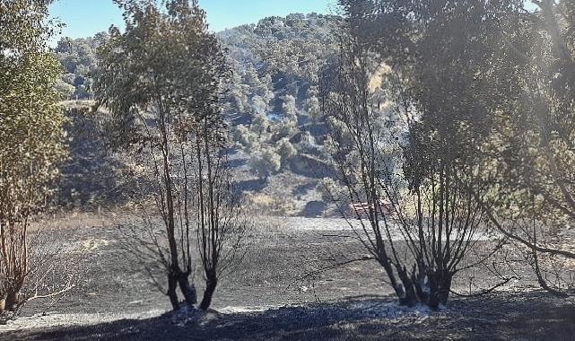 Germencik’te otoban kenarında çıkan yangın kontrol altına alındı