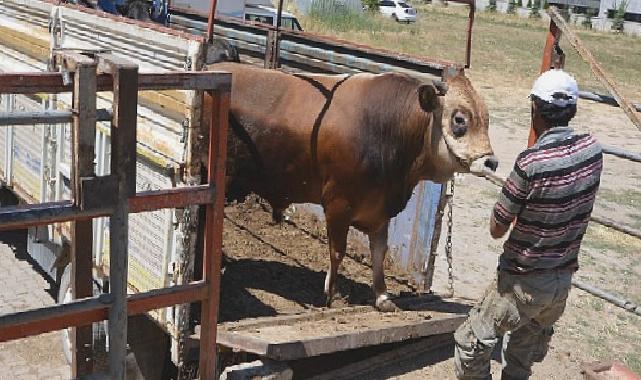 Hayat ağacı derneğinde 64 adet büyükbaş 41 adet küçükbaş kurban kesildi