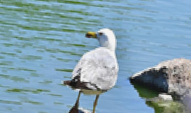 İzmir Doğal Yaşam Parkı’nın göçmen kuşları