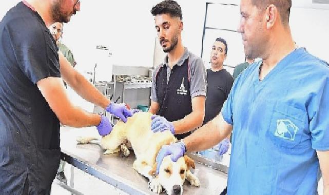 İzmir’de bir yılda 25 bin kedi ve köpek kısırlaştırıldı