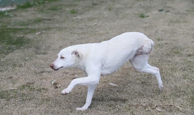 Karşıyaka’nın ampute köpekleri emin ellerde