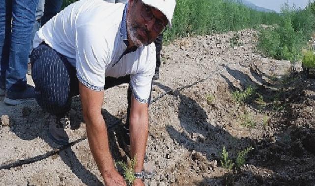 Kuşkonmaz üreticisi Sparga1 Tarım A.Ş., 400 dönümlük alanda dikim faaliyetine başladı