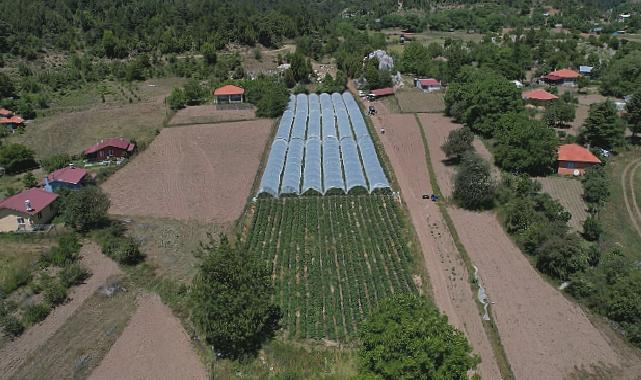 Muğla Büyükşehir Belediyesi destekleriyle Migros’ta çilek satışına başlayan üreticiler Köyceğiz’in yaylalarında yetişen ürünleri vatandaşla buluşturmanın mutluluğunu yaşıyor.