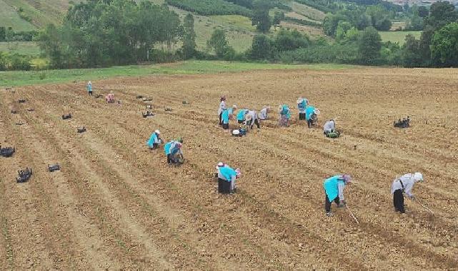 Tıbbi Aromatik Bitki Yetiştiriciliğinde yeni ürün; kekik