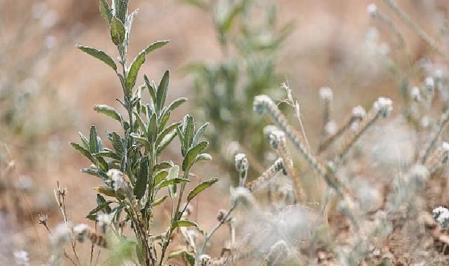 Buca Belediyesi adaçayı ihraç edecek