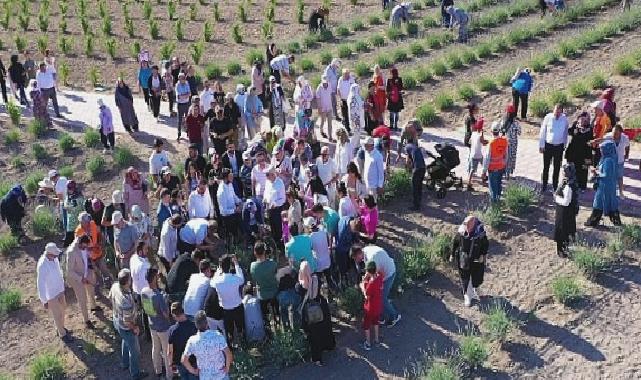 Keçiören’deki Lavanta ve Gül Bahçesi’nde Hasat Zamanı