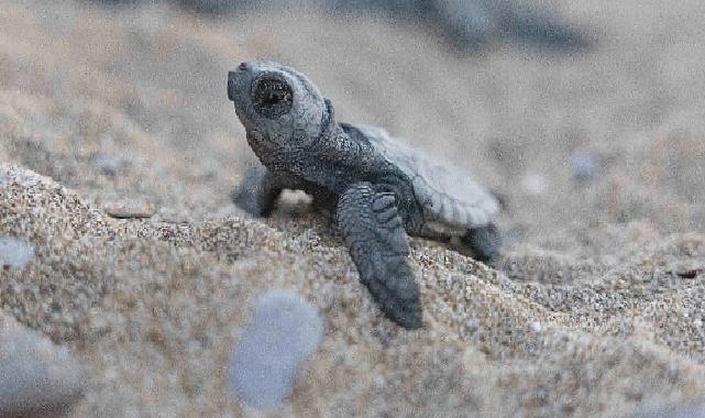 Mavi Gönüllüleri, Indigo Turtles projesi ile Caretta Caretta’ları Akdeniz’le buluşturmaya devam ediyor