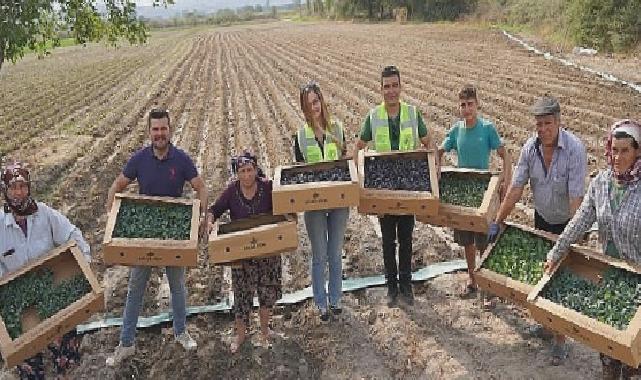 Milas Belediyesi üretiyor, üretimi destekliyor