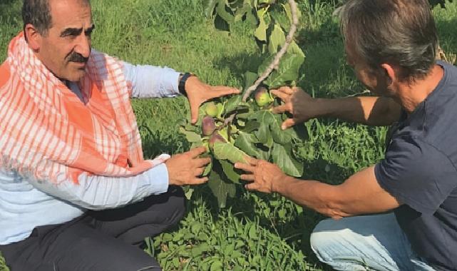 Taze incir ihracatı başladı