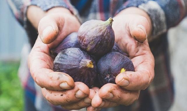 Taze incir ihracatı başladı