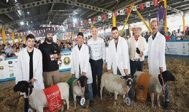 Türkiye’nin En Kapsamlı Küçükbaş Hayvancılık Festivali İçin Geri Sayım Başladı