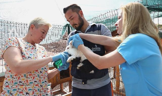 Çankaya Belediyesinin Veteriner Hekimleri iş başında