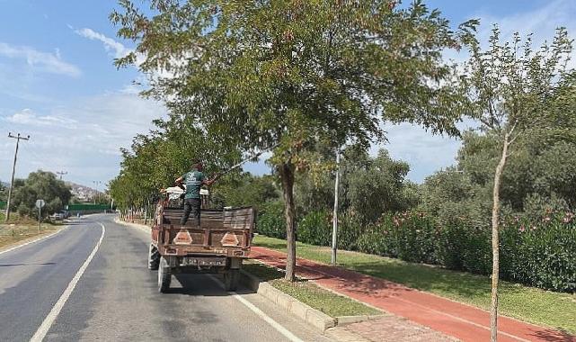 Milas Belediyesi mevsimsel bakım çalışmalarına devam ediyor