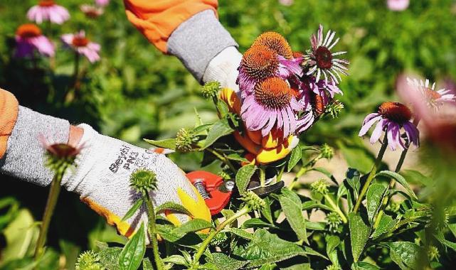 Seferihisar’da ‘Ekinezya’ Hasadı Heyecanı