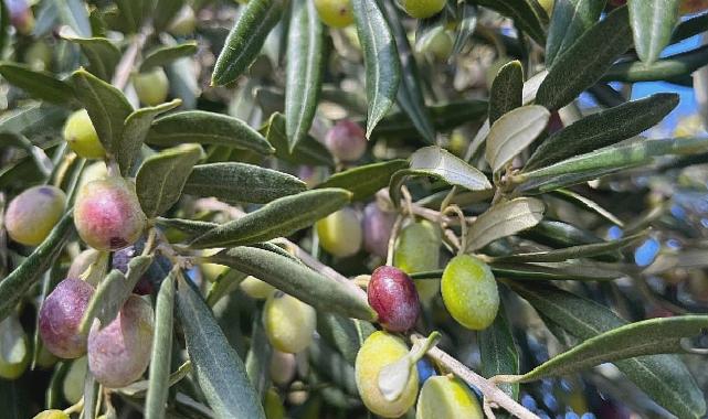 Aliağa, Zeytin Hasat Şenliğinde Buluşuyor