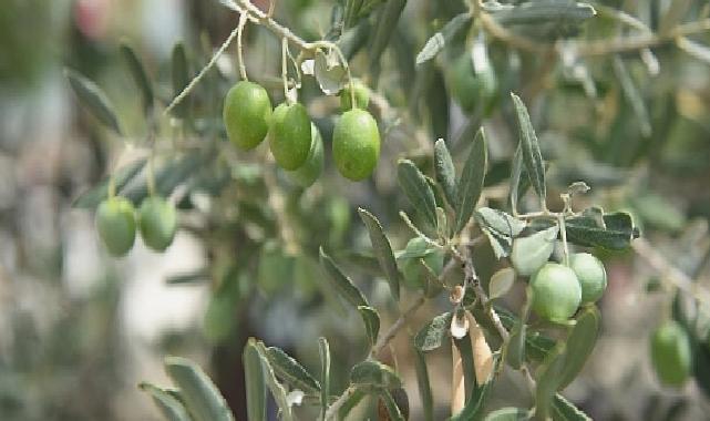 Ayvalık 18. Uluslararası Zeytin Hasat Festivali Başlıyor