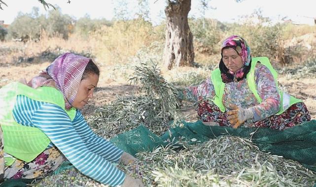 Başkan Arslan: En kaliteli zeytinyağını elde ediyoruz