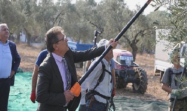 Başkan Arslan öğrencilerle zeytin hasadı yaptı