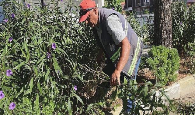 Burhaniye’nin Parklarında Yaz Sonu Bakımı Yapılıyor