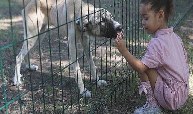 Büyükşehir Yavru Can Dostları Eğiterek Sahiplendiriyor