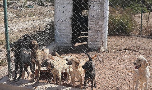 Egeli ihracatçılardan barınak hayvanlarına mama yardımı