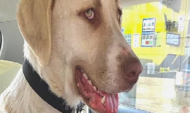 Kadıköy Belediyesi Geçici Hayvan Bakımevi’nden Sahiplendiği Görme Engelli Köpeğine Ev Kiraladı