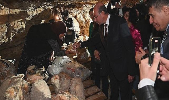 Peynir Tulumundan İlk Hasat Programı Gerçekleştirildi