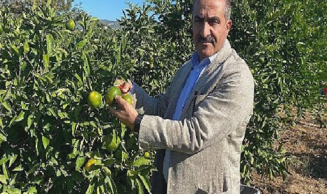 Satsuma mandalinanın ihracat yolculuğu 20 Ekim’de başlıyor